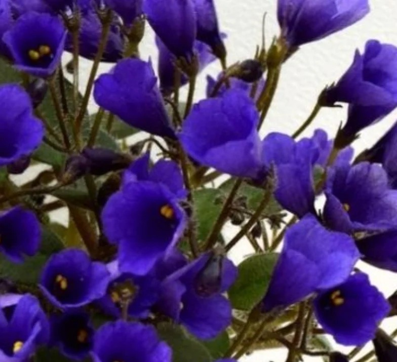 Фото Фиалка Vallarta Campanas Moradas