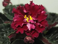 Фото сорта ЛЕ-Данко