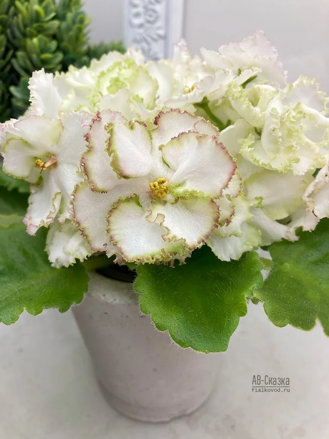Фото Фиалка АВ-Сказка (756-5)