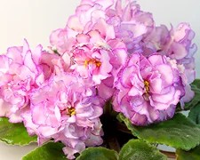 Фото Фиалка АВ-Розовые Розы (766-23)
