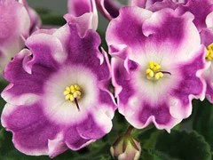 Фото Фиалка АВ-Сила Мысли (801-1)