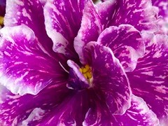 Фото Фиалка АВ-Метеоритный Снег (872-275)