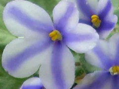 Фото сорта Carousel Pony