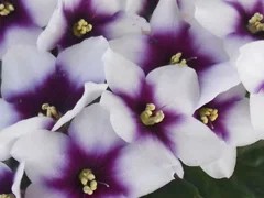 Фото сорта Optimara My Love