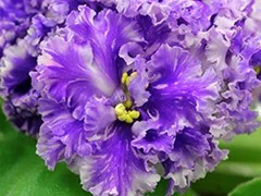 Фото Фиалка Ф-Льдинка