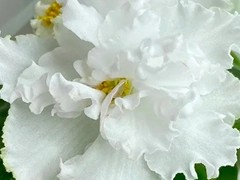 Фото Фиалка АВ-Ваша Светлость (754-25)