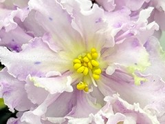 Фото Фиалка С-Цветочный Чай (26-31)
