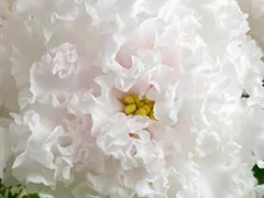 Фото Фиалка АВ-Нет Слов! (878-173)