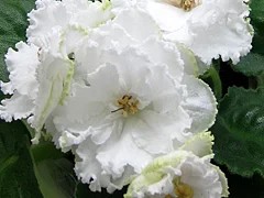 Фото сорта ЕК-Сахарная Роза