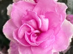 Фото Фиалка Rose Bouquet