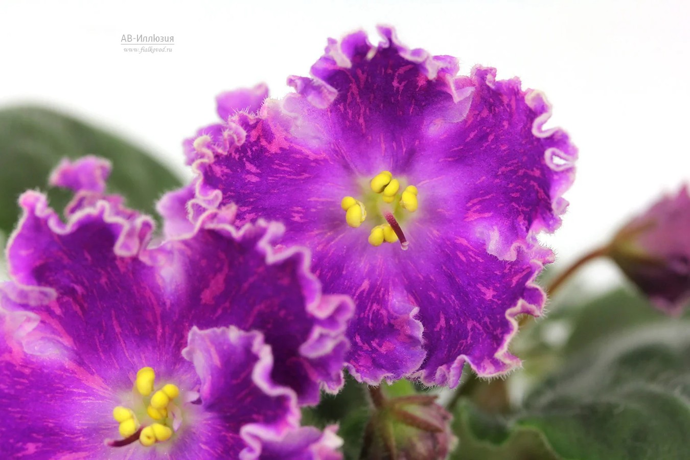 Фото Фиалка АВ-Иллюзия (844-266)