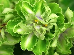 Фото Фиалка Ф-Чистый Изумруд