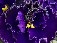 Фото Фиалка АВ-Черный Лес (878-124)