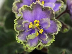 Фото Фиалка Ф-Зимний Байкал (859-18)