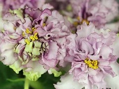 Фото Фиалка АВ-Рождение Афродиты (795-18)