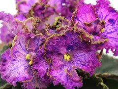 Фото Фиалка Ф-Сказка на Ночь