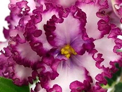 Фото Фиалка АВ-Навсегда (853-49)