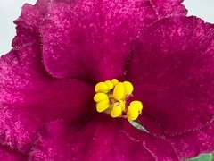 Фото Фиалка С-Красный Велюр (25-61)