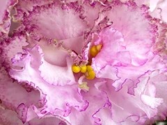 Фото Фиалка Ф-Пробуждение Роз (871-274)