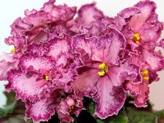Фото Фиалка АВ-Мексиканский Тушкан (761-24)