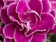 Фото Фиалка С-Дикая Малина (25-45)