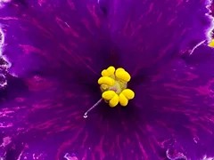 Фото Фиалка АВ-Сфинкс (872-16)