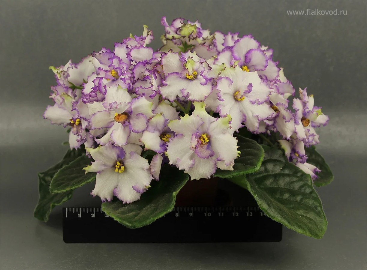Фото Фиалка АВ-Абсолем (770-70)