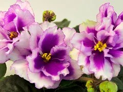 Фото Фиалка АВ-Жизель (771-15)
