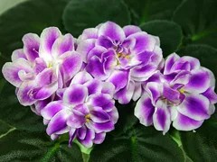 Фото сорта РС-Принцесса Вишенка