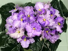 Фото сорта Buckeye Lavender Mist