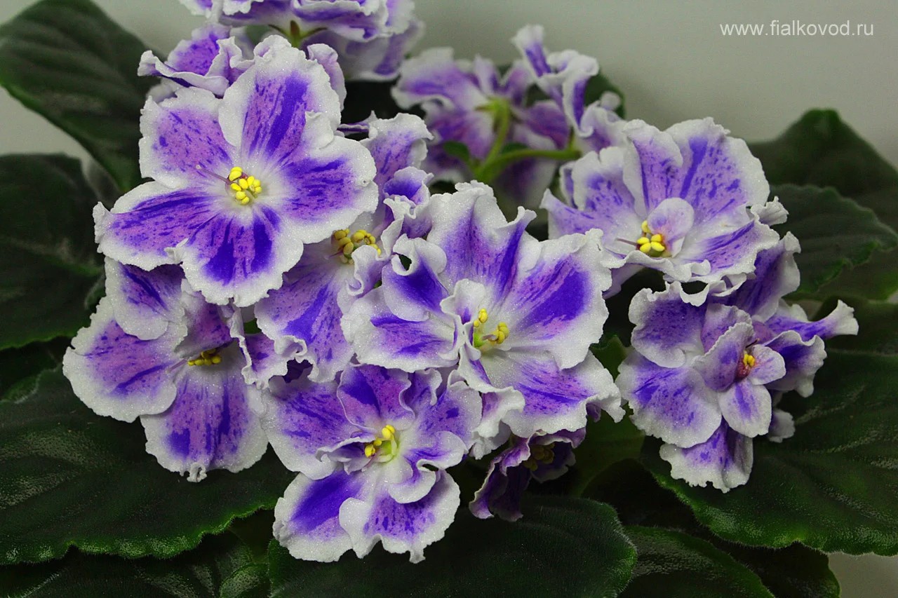 Фото Фиалка АЕ-It's Raining