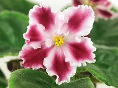Фото Фиалка АВ-Пламенный Привет (809-96)