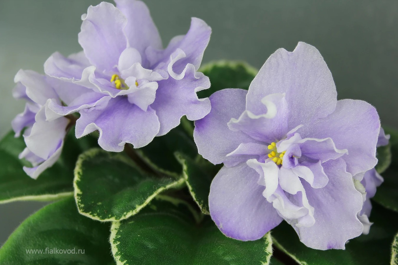 АВ-790-5, сеянец.
