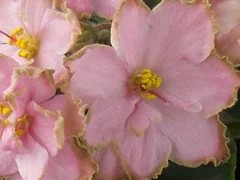 Фото сорта ЛЕ-Мраморный Цветок
