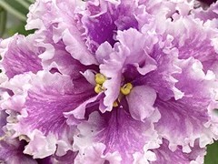 Фото Фиалка АВ-Цветочные Лабиринты (872-639)