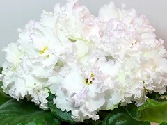 Фото Фиалка АВ-Елецкие Кружева (765-11)