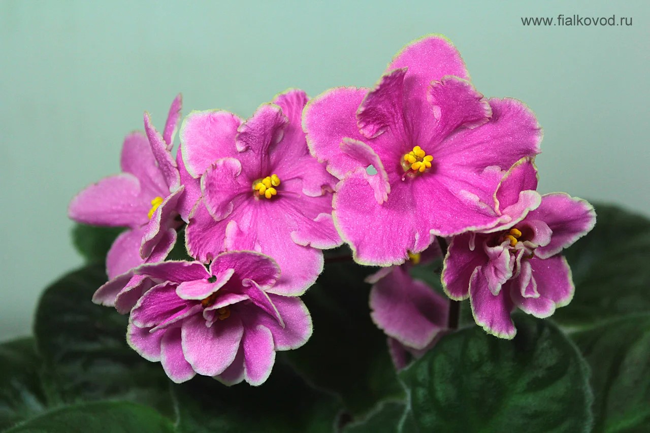 Фото Фиалка Pink Amiss