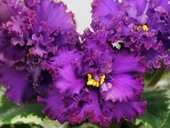Фото Фиалка Ф-Смородиновый Зефир