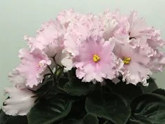 Фото Фиалка АВ-Жемчужный Колокольчик (742-14)