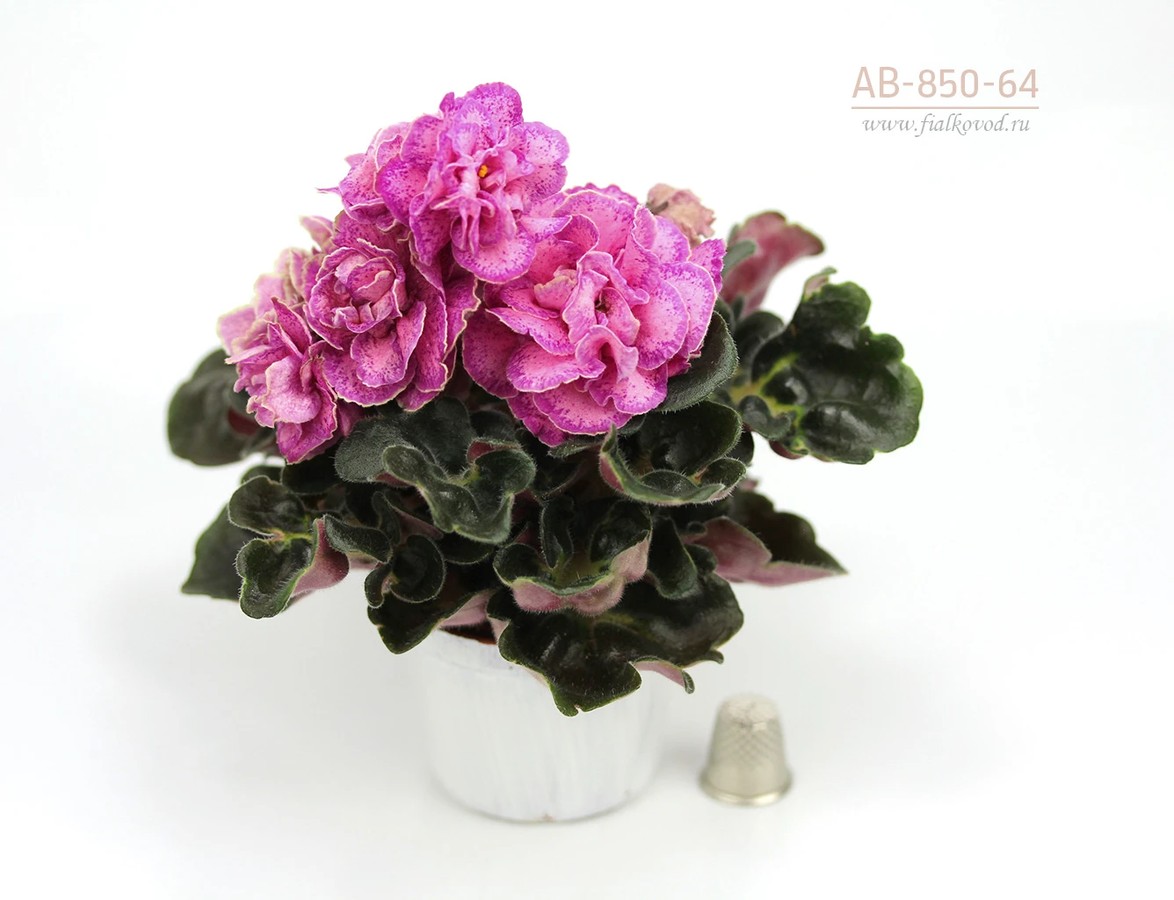 АВ-850-64, сеянец
