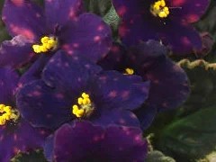 Фото Фиалка ВаТ-Звездочет