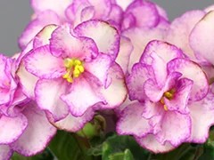 Фото Фиалка АВ-Крошка Моя (807-55)