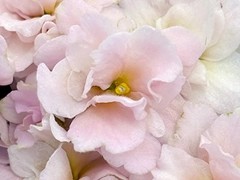 Фото Фиалка АВ-Липовый Чай