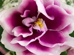 Фото Фиалка АВ-Ключ от Сердца (883-74)