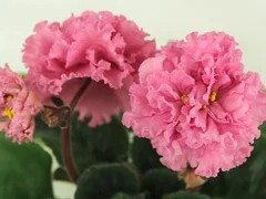 Фото Фиалка АВ-Дар Розовой Феи (771-113)