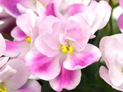 Фото Фиалка Ф-Морозные Щечки (803-82)