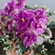 Фото Фиалка НД-Тутти-Фрутти