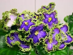 Фото сорта РС-Зелёные Кораллы