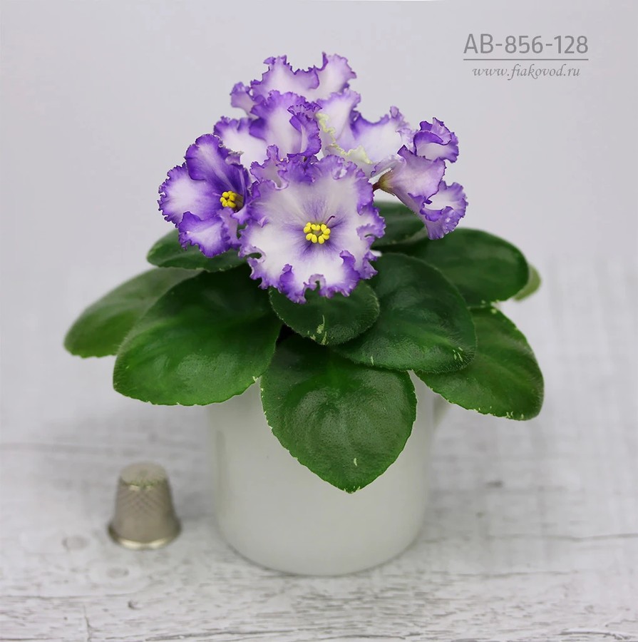 АВ-856-128, сеянец