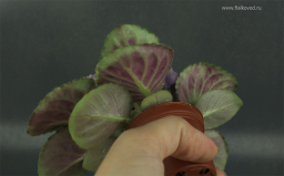 Thumbnail 11